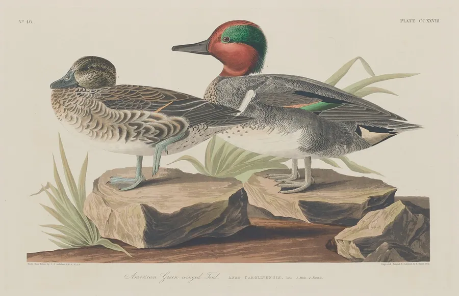 American Green-Winged Teal by Robert Havell, Jr.