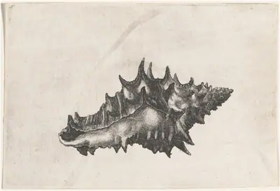 Shell (Vasum ceramicum)