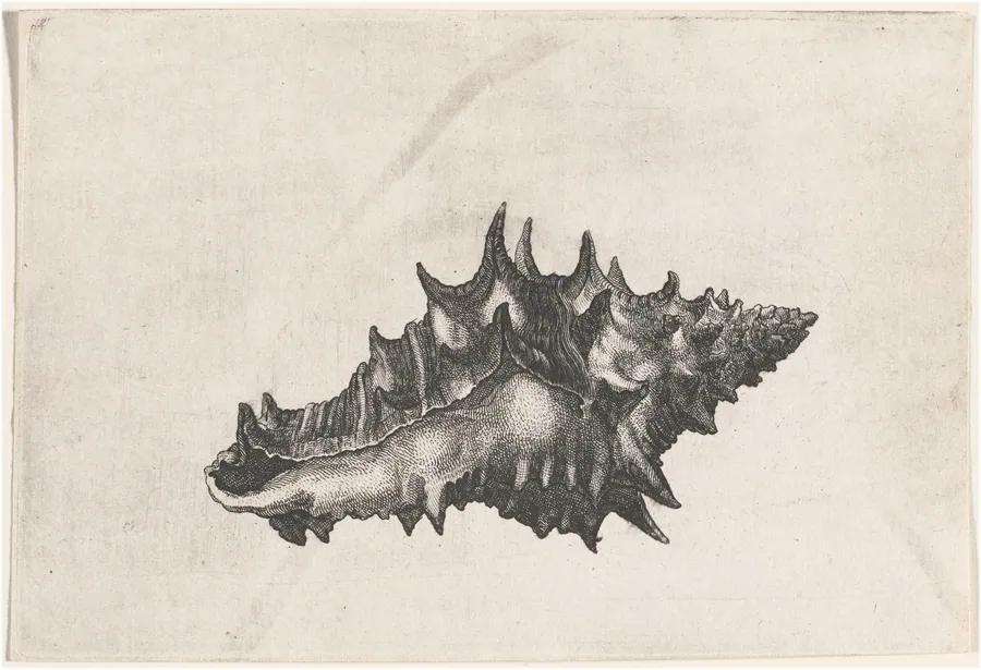 Shell (Vasum ceramicum) by Wenceslaus Hollar