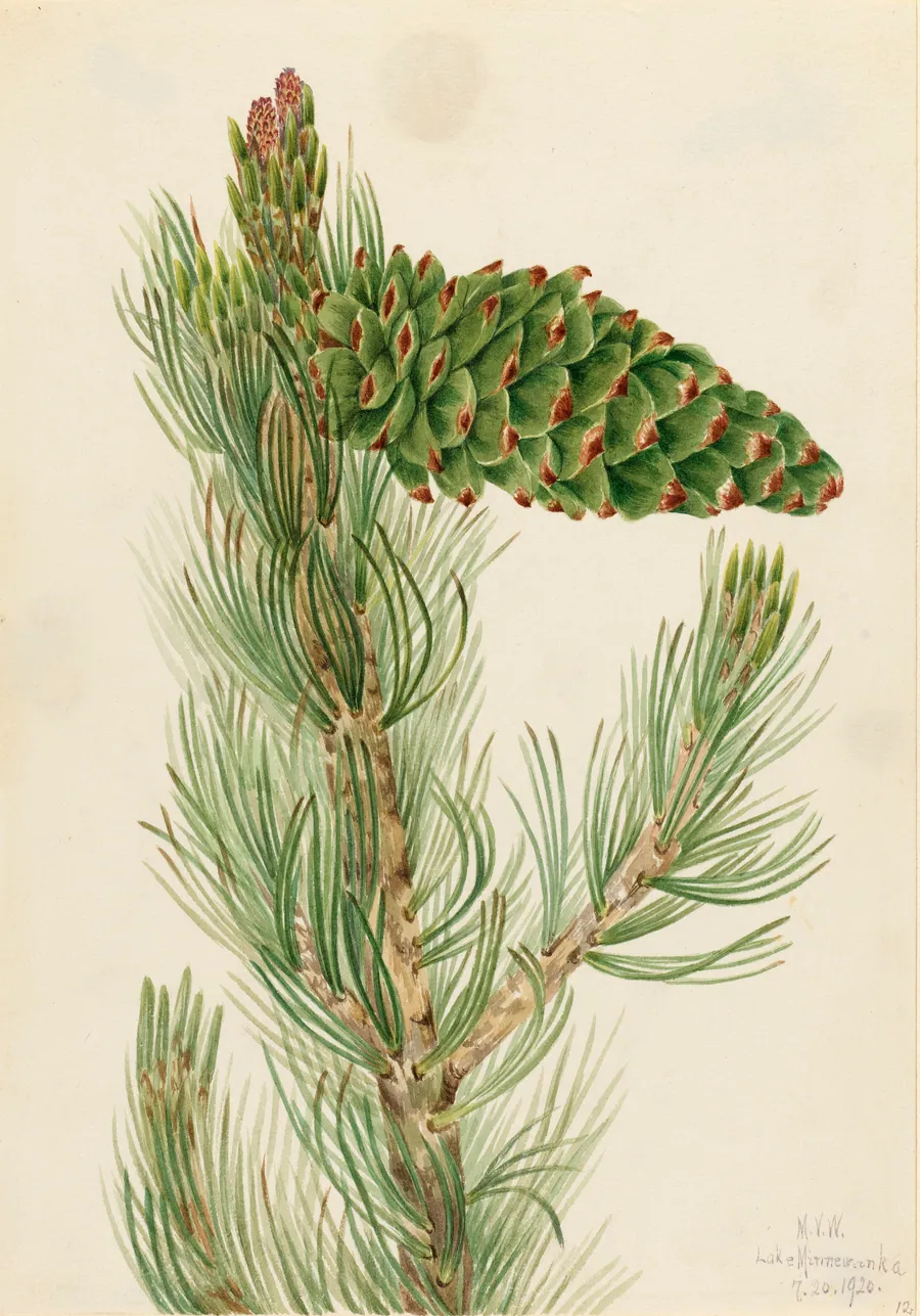 Limber Pine (Pinus flexilis) by Mary Vaux Walcott, born Philadelphia, PA 1860-died St. Andrews, New Brunswick, Canada 1940