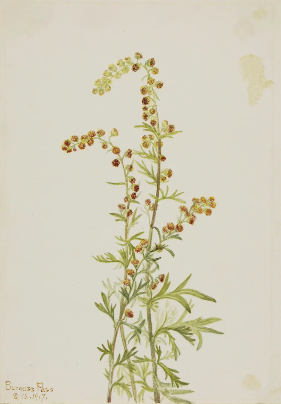 Rock Wormwood (Artemisia discolor) by Mary Vaux Walcott, born Philadelphia, PA 1860-died St. Andrews, New Brunswick, Canada 1940