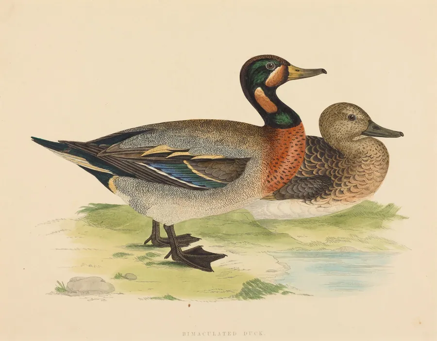 Bimaculated Duck by British 19th Century