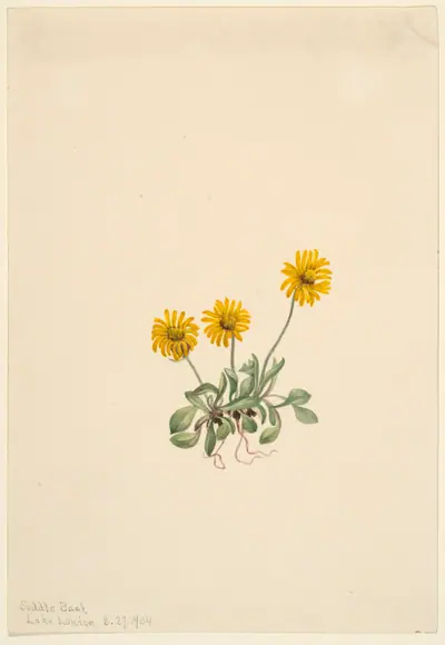 Golden Fleabane (Erigeron aureus)