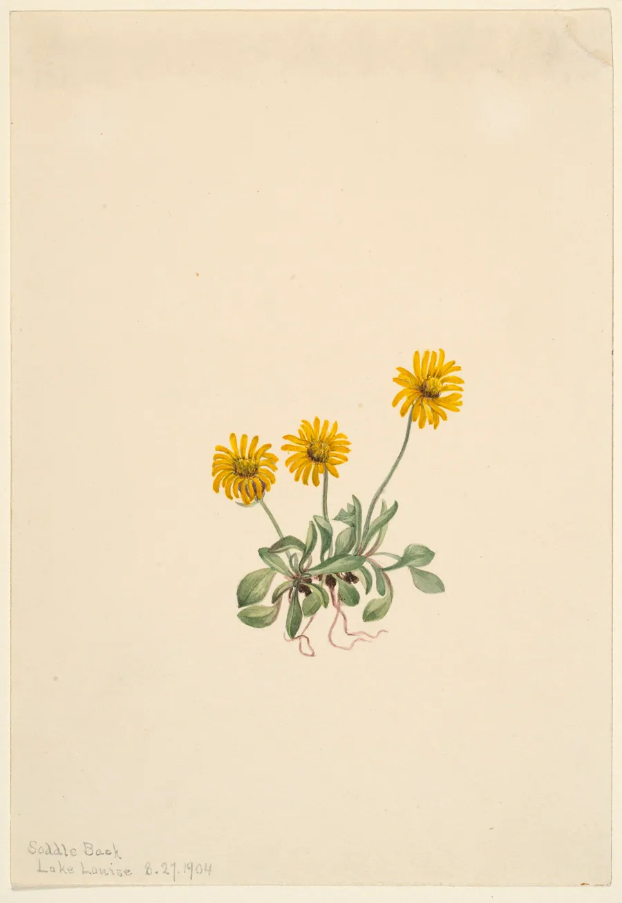 Golden Fleabane (Erigeron aureus) by Mary Vaux Walcott, born Philadelphia, PA 1860-died St. Andrews, New Brunswick, Canada 1940