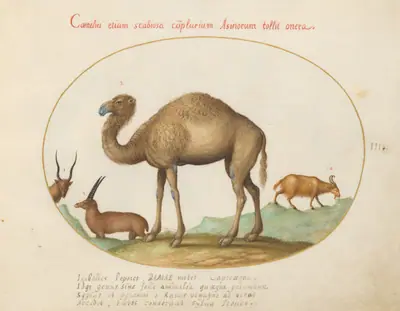 Plate 3: Camel, Ibex, and Goat