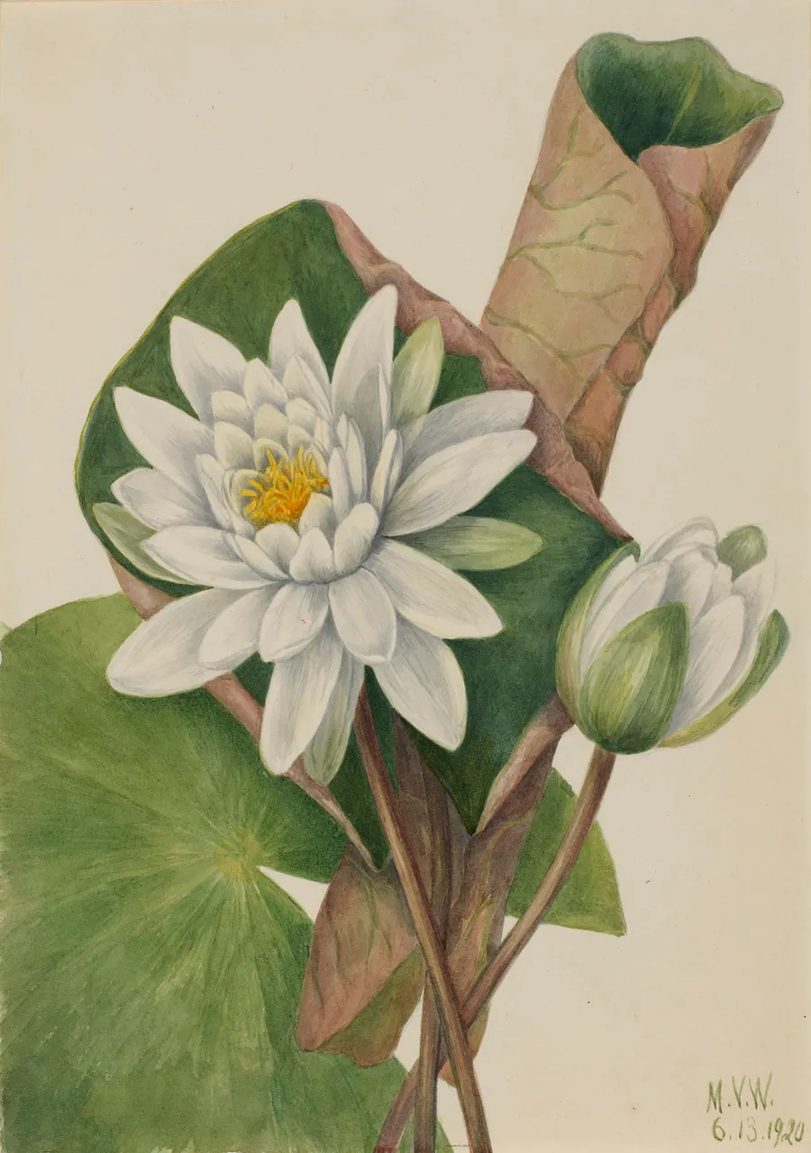 American Waterlily (Castalia odorata) by Mary Vaux Walcott, born Philadelphia, PA 1860-died St. Andrews, New Brunswick, Canada 1940