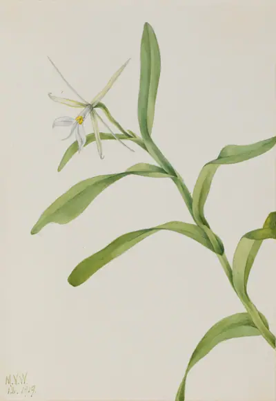 White Epidendrum (Epidendrum nocturnum)