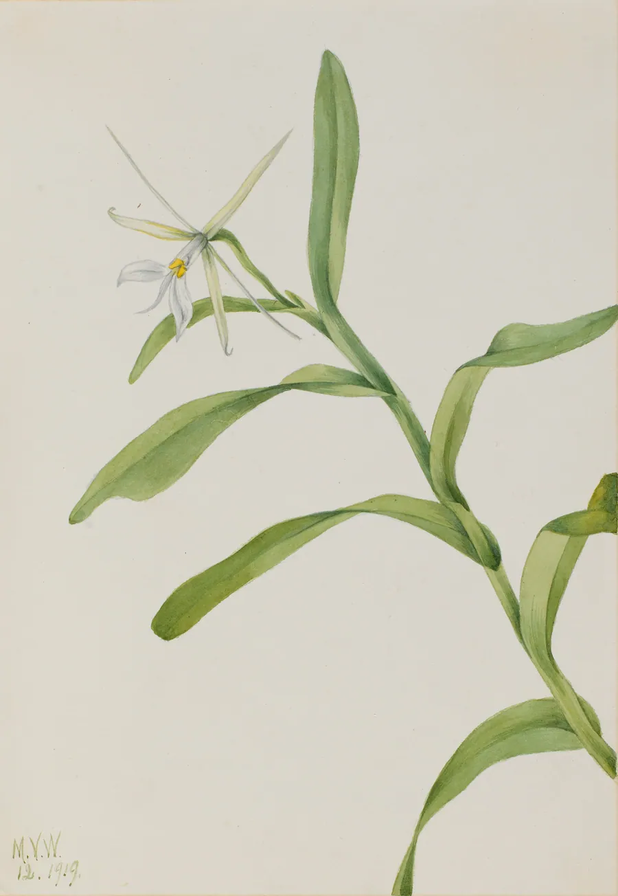 White Epidendrum (Epidendrum nocturnum) by Mary Vaux Walcott, born Philadelphia, PA 1860-died St. Andrews, New Brunswick, Canada 1940