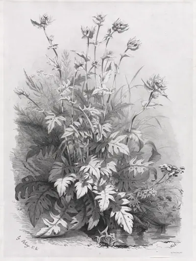 Groups of Various Plants Drawn After Nature:  No. 7