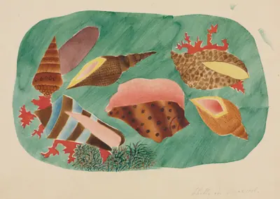Shells in Seaweed