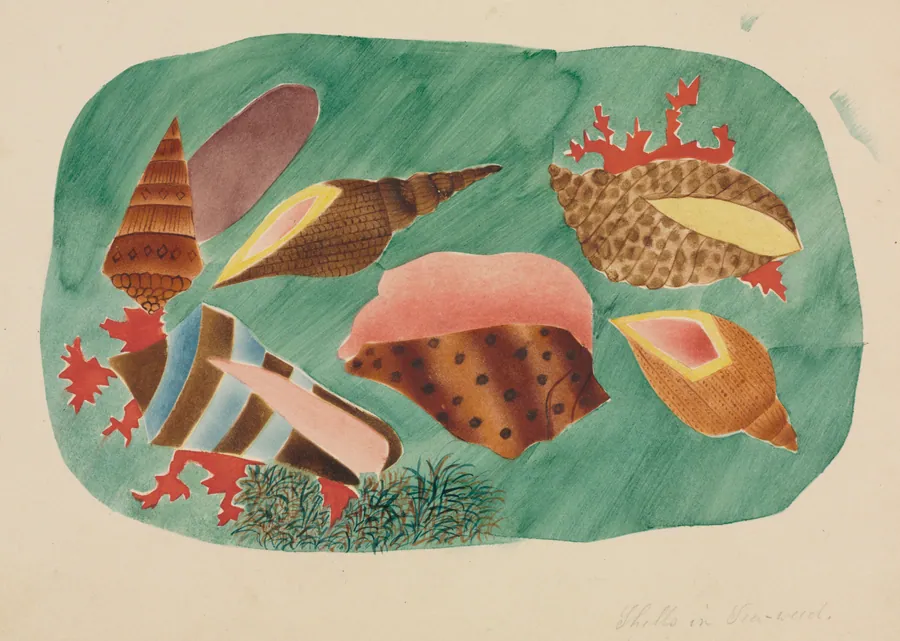 Shells in Seaweed by Mary Altha Nims