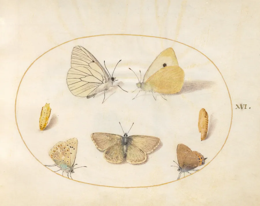 Plate 16: Black-Veined White, Clouded Yellow, Black Hairstreak(?), Geranium Argus(?), and Common Blue Butterflies with Two Chrysalides by Joris Hoefnagel