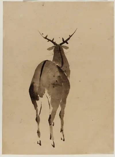 Deer