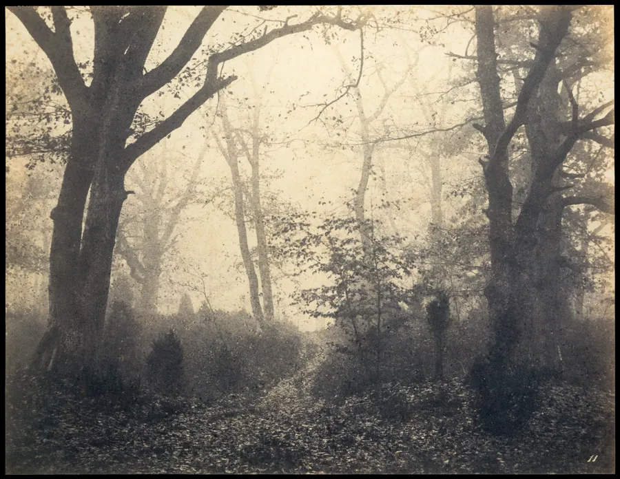 [Fontainebleau Forest] by Eugène Cuvelier