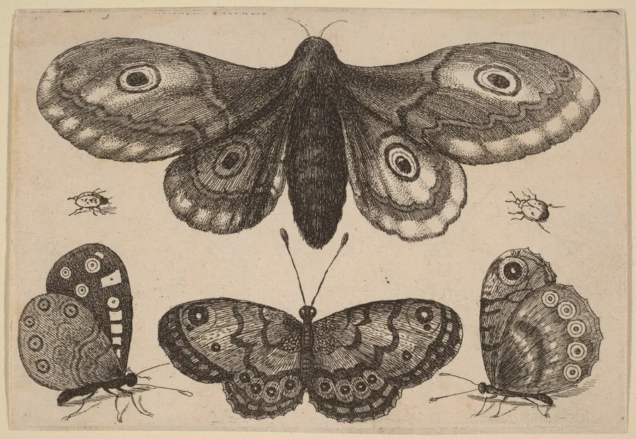 Moth, Three Butterflies, and Two Beetles by Wenceslaus Hollar