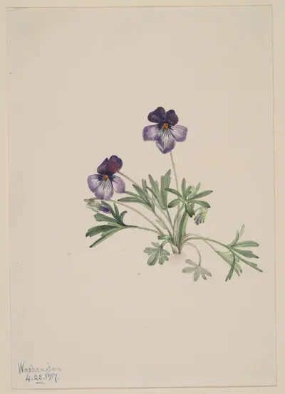 Birdsfoot Violet (Viola pedata)