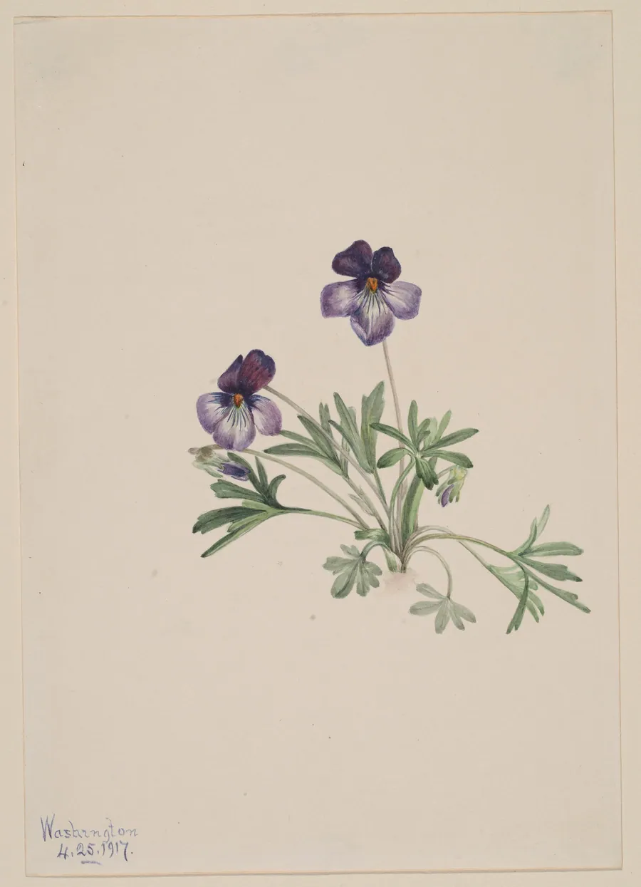 Birdsfoot Violet (Viola pedata) by Mary Vaux Walcott, born Philadelphia, PA 1860-died St. Andrews, New Brunswick, Canada 1940