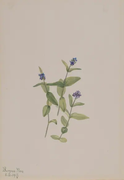 Veronica wormskjoldii