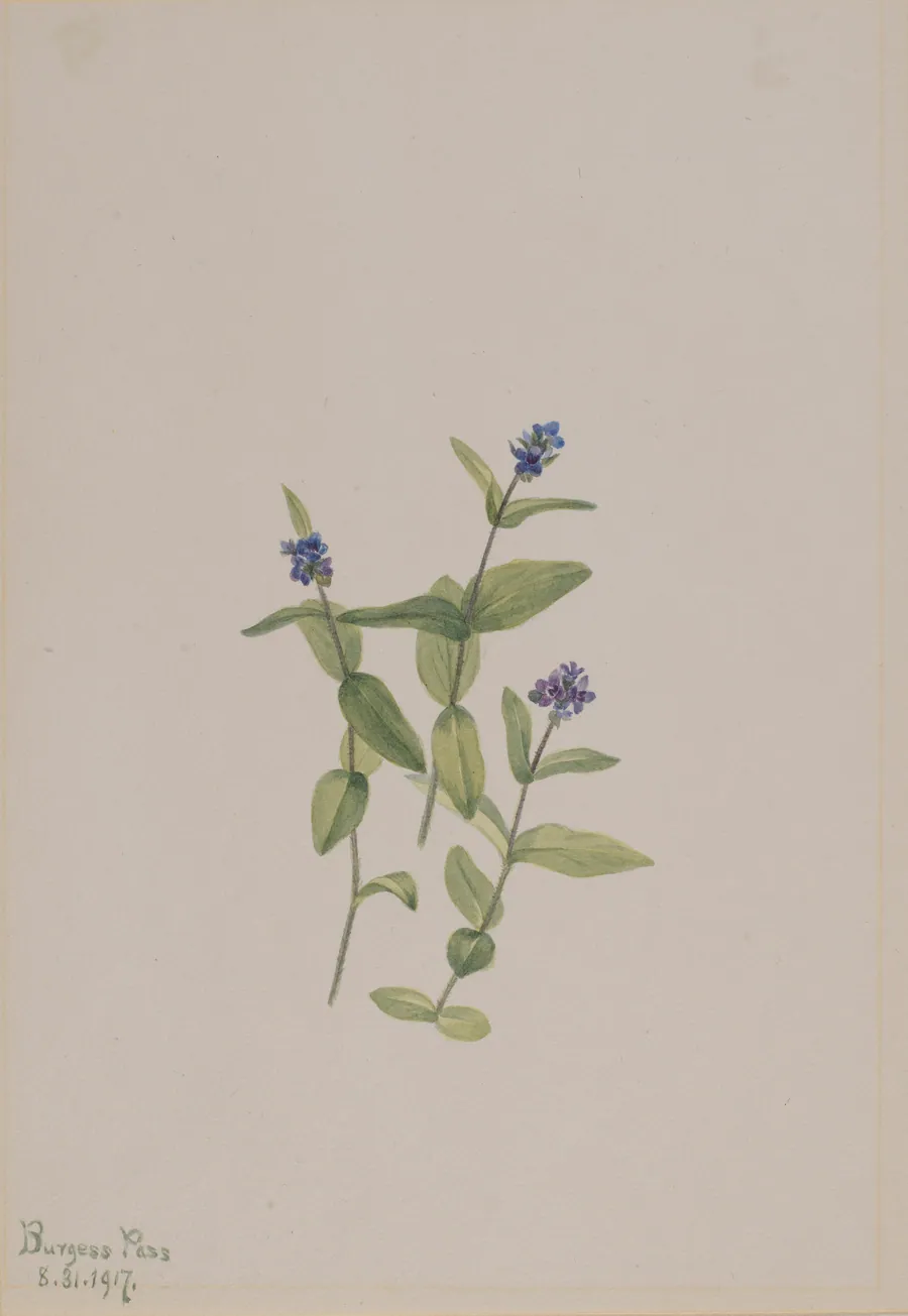 Veronica wormskjoldii by Mary Vaux Walcott, born Philadelphia, PA 1860-died St. Andrews, New Brunswick, Canada 1940