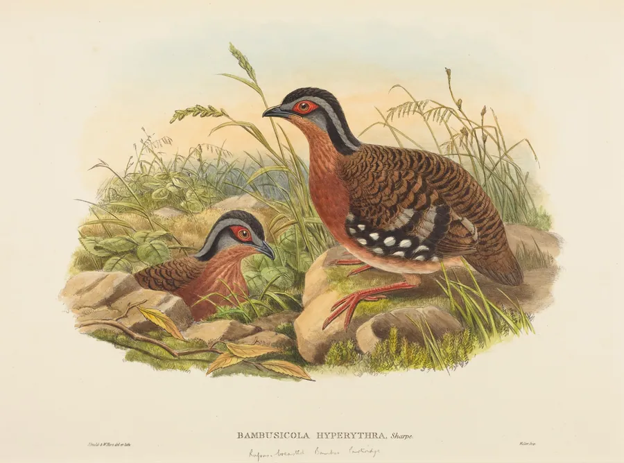 Rufous-breasted Bamboo Partridge (Bambusicola Hyperythra) by John Gould