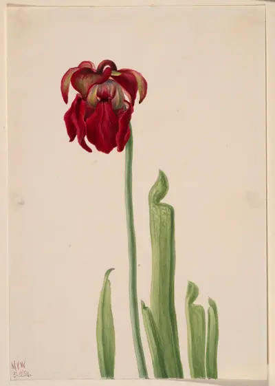Red Pitcherplant (Sarracenia jonesii)