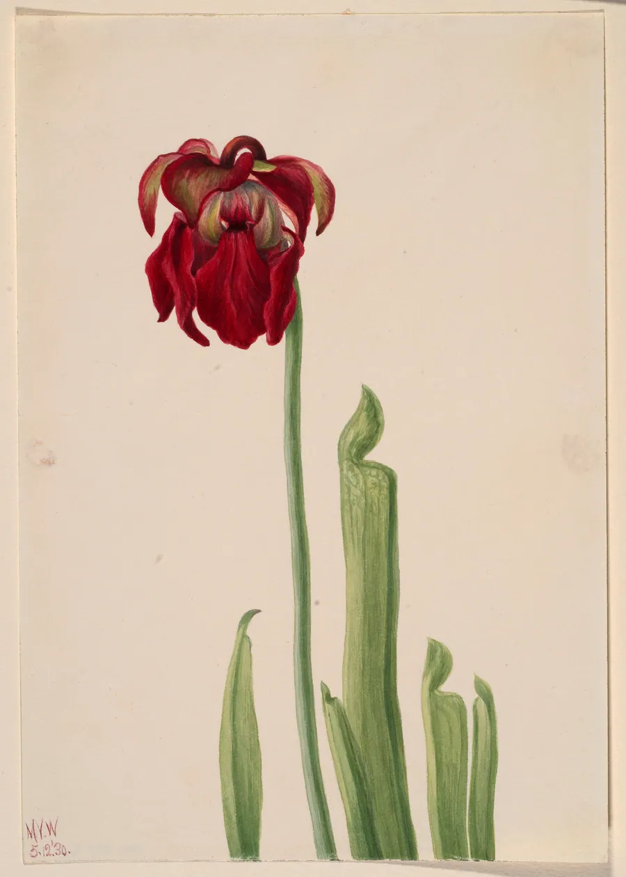 Red Pitcherplant (Sarracenia jonesii) by Mary Vaux Walcott, born Philadelphia, PA 1860-died St. Andrews, New Brunswick, Canada 1940