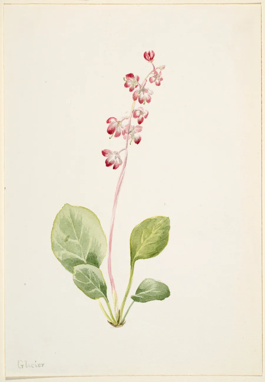 Showy Pyrolla (Pyrola asarifolia) by Mary Vaux Walcott, born Philadelphia, PA 1860-died St. Andrews, New Brunswick, Canada 1940