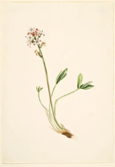 Buckbean (Menyanthes trifoliata)