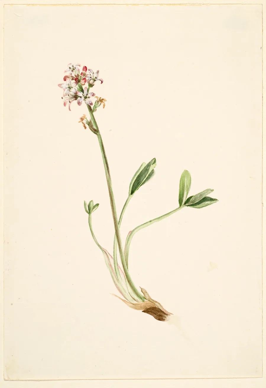 Buckbean (Menyanthes trifoliata) by Mary Vaux Walcott, born Philadelphia, PA 1860-died St. Andrews, New Brunswick, Canada 1940