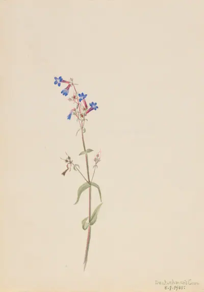 Pentstemon (Pentstemon procerus)