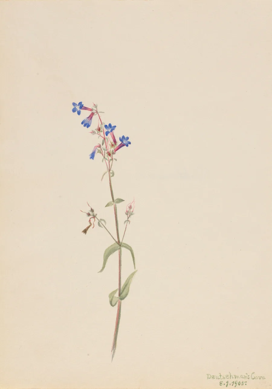 Pentstemon (Pentstemon procerus) by Mary Vaux Walcott, born Philadelphia, PA 1860-died St. Andrews, New Brunswick, Canada 1940