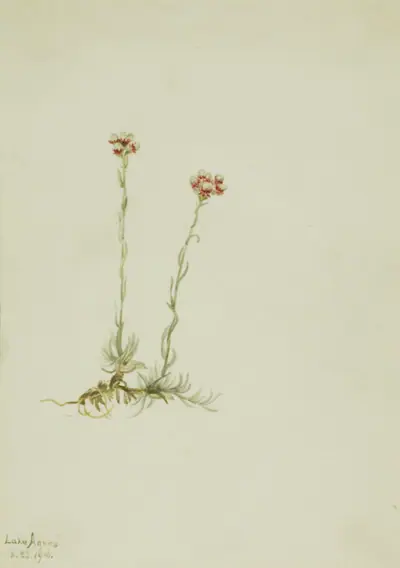 Pink Pussytoes (Antennaria rosea)