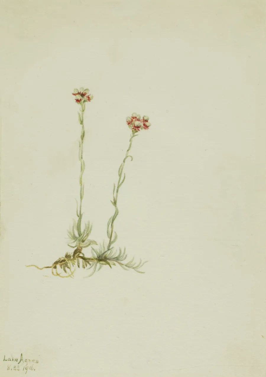 Pink Pussytoes (Antennaria rosea) by Mary Vaux Walcott, born Philadelphia, PA 1860-died St. Andrews, New Brunswick, Canada 1940