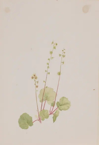Mitella nuda