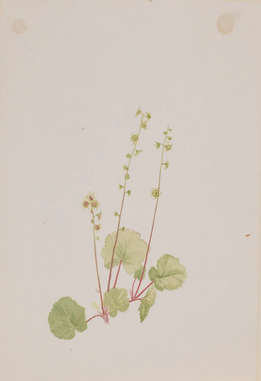 Mitella nuda by Mary Vaux Walcott, born Philadelphia, PA 1860-died St. Andrews, New Brunswick, Canada 1940