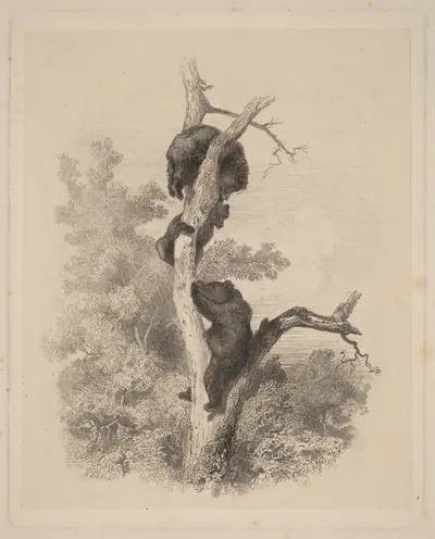 Les Ours (The Bears)