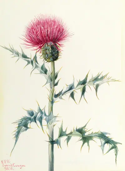 Thistle (Cirsium arizonica)
