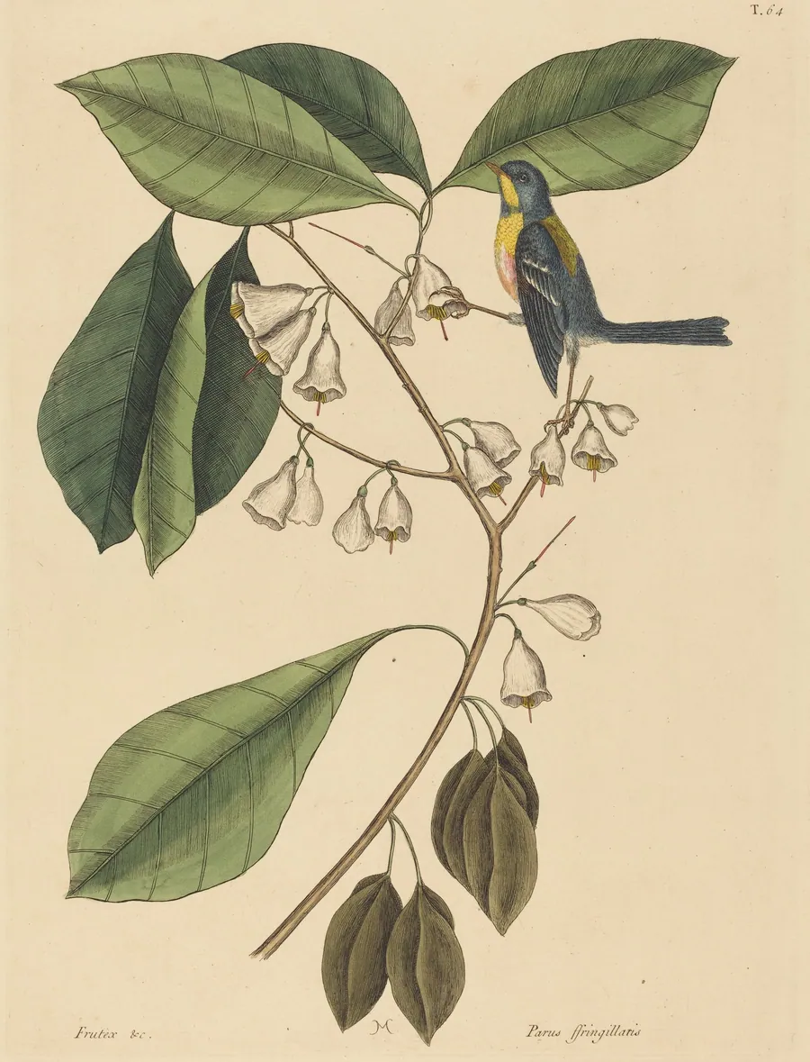 The Finch Creeper (Parus americanus) by Mark Catesby