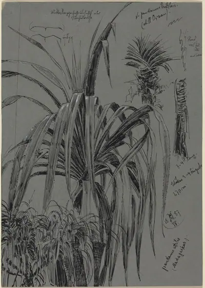 Studies of Screwpines from Madagascar