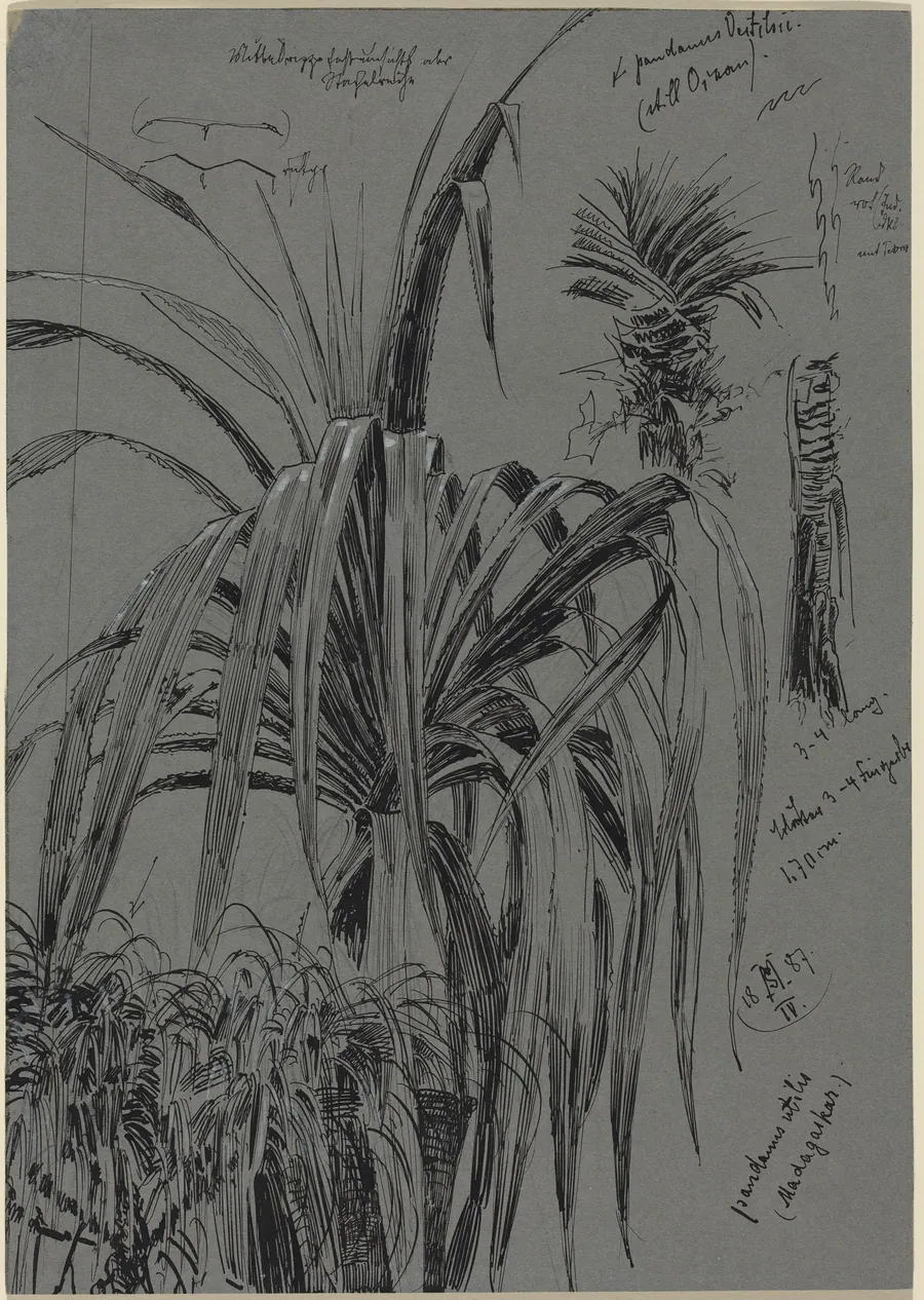 Studies of Screwpines from Madagascar by Max Seliger
