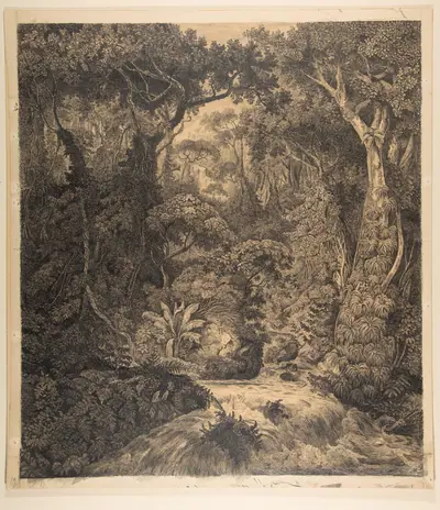 Ceylonese Jungle