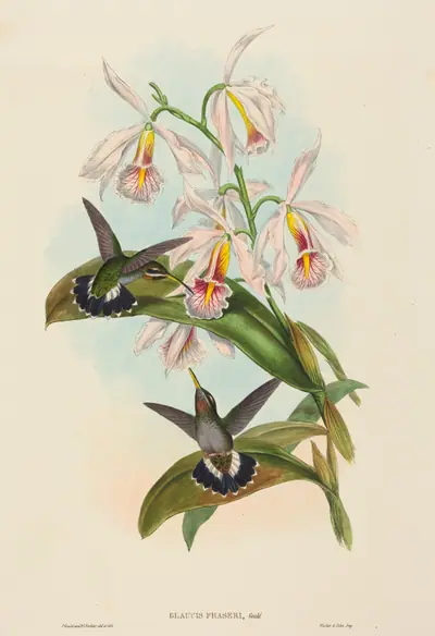 Glaucis fraseri (Fraser's Barbed-throat)