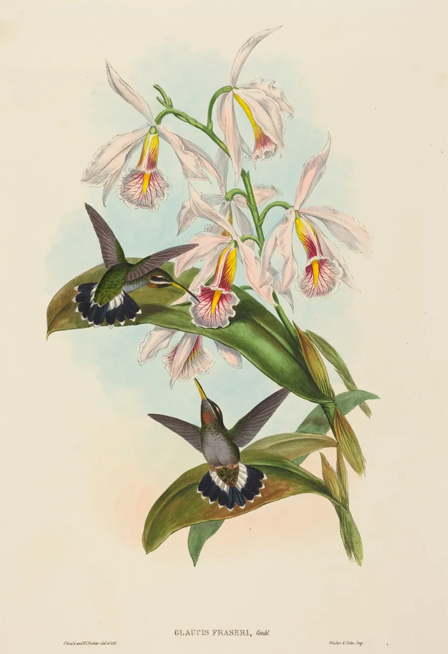 Glaucis fraseri (Fraser's Barbed-throat) by John Gould