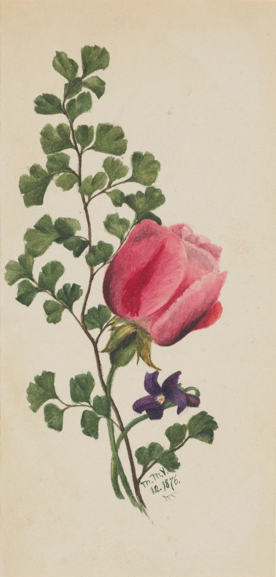 Pink Rose with Violet by Mary Vaux Walcott, born Philadelphia, PA 1860-died St. Andrews, New Brunswick, Canada 1940