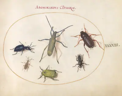 Plate 43: Musk Beetle, Oil Beetle, Tansy Beetle(?), Cockroach, Leaf-Footed Bug, and Other Insects