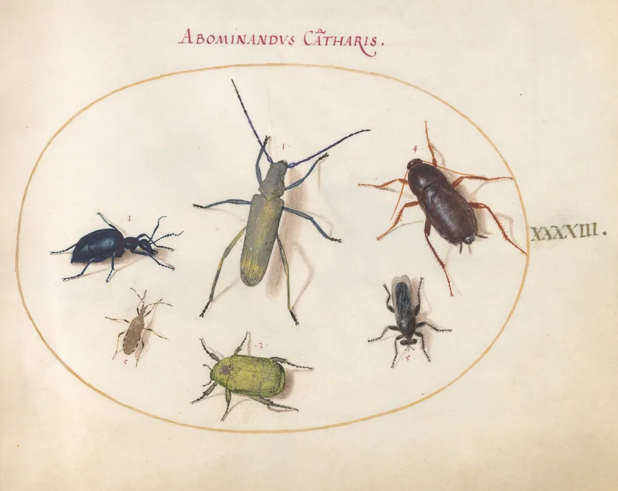 Plate 43: Musk Beetle, Oil Beetle, Tansy Beetle(?), Cockroach, Leaf-Footed Bug, and Other Insects by Joris Hoefnagel