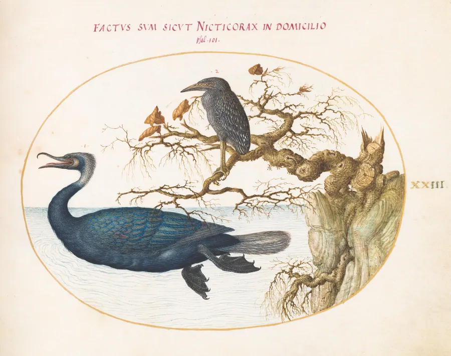 Plate 23: A Brandt's Cormorant with a Juvenile Crowned Night Heron by Joris Hoefnagel