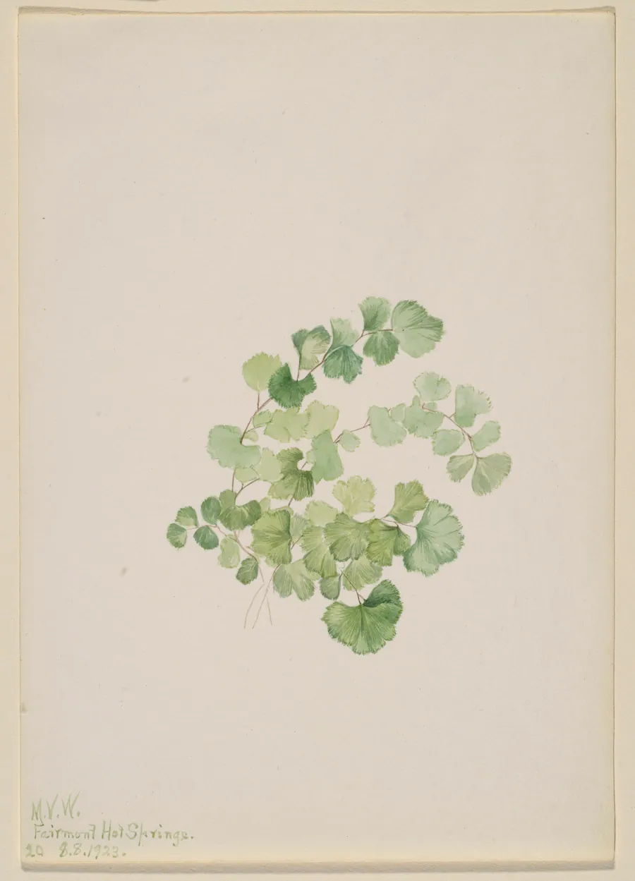 Puccoon (Lithospermum ruderale) by Mary Vaux Walcott, born Philadelphia, PA 1860-died St. Andrews, New Brunswick, Canada 1940