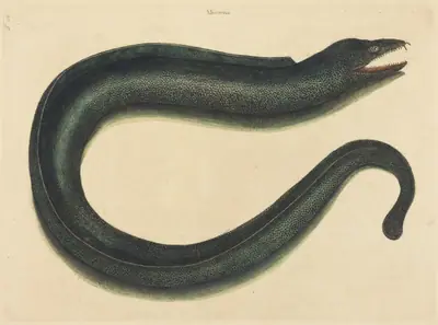 The Muray (Muraena helena)