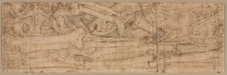 Arm Bones by Battista Franco